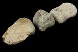 Composite Hadrosaur Finger - Alberta (Disposition #-) #100753-2